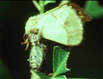 Insect Pest Rose